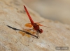 J15B0312 Trithemis kirbyi male